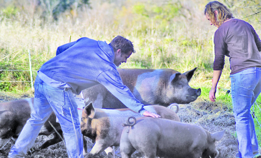 Pasture Pigs Main